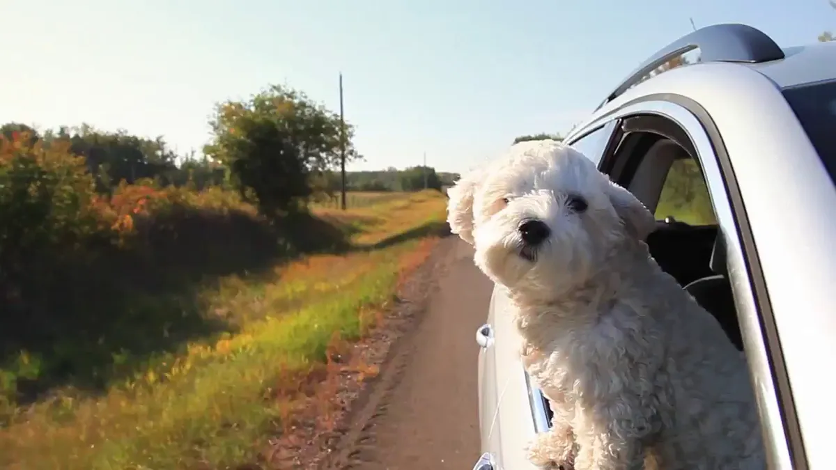 Belmont Autos photo 5