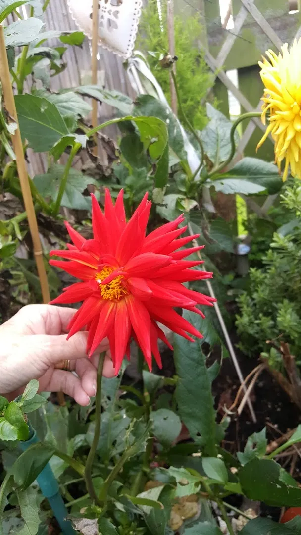 Steve McGough Used Cars photo 7