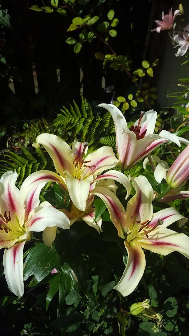 Steve McGough Used Cars photo 10